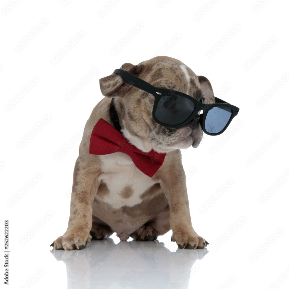 American bully puppy wearing bowtie and sunglasses sitting