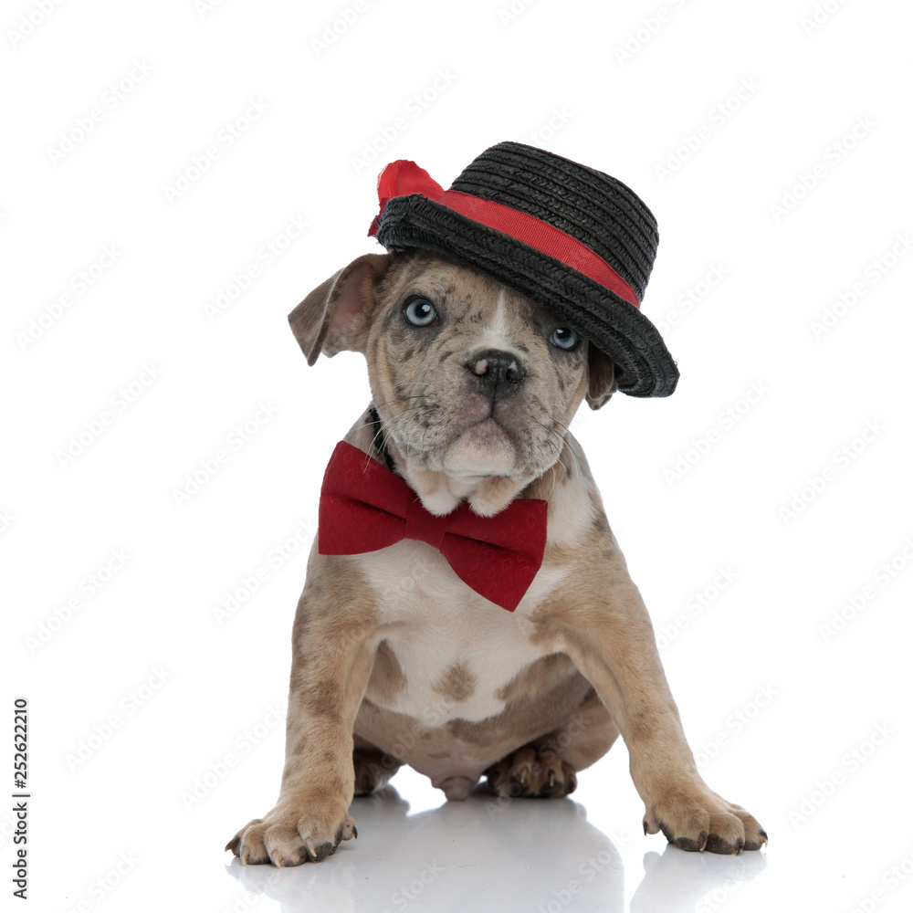 American bully puppy wearing hat and bowtie sitting