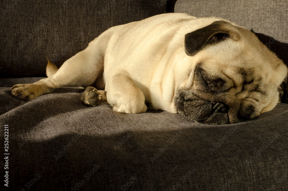 Cute small dog breed pug sleeping on sofa Cute small dog breed pug sleeping on sofa