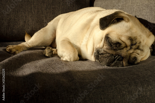 Cute small dog breed pug sleeping on sofa