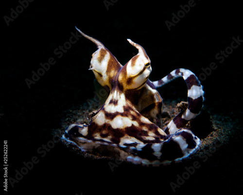 Incredible Underwater World - Mimic octopus - Thaumoctopus mimicus. Tulamben, Bali, Indonesia.