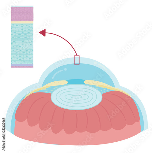 Anatomy of cornea