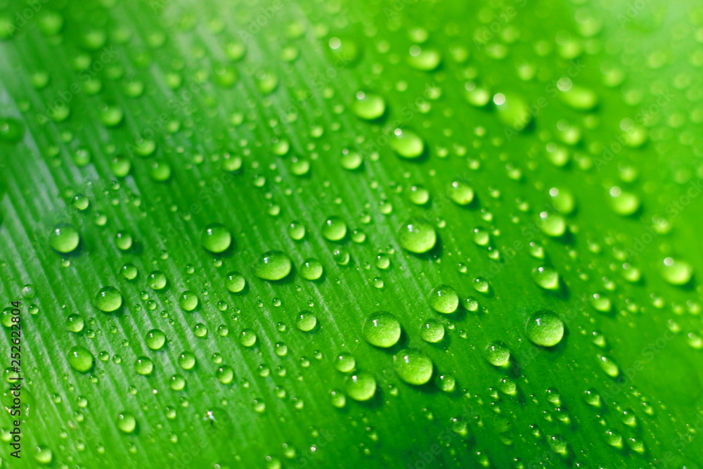 Drops of water on green leaves