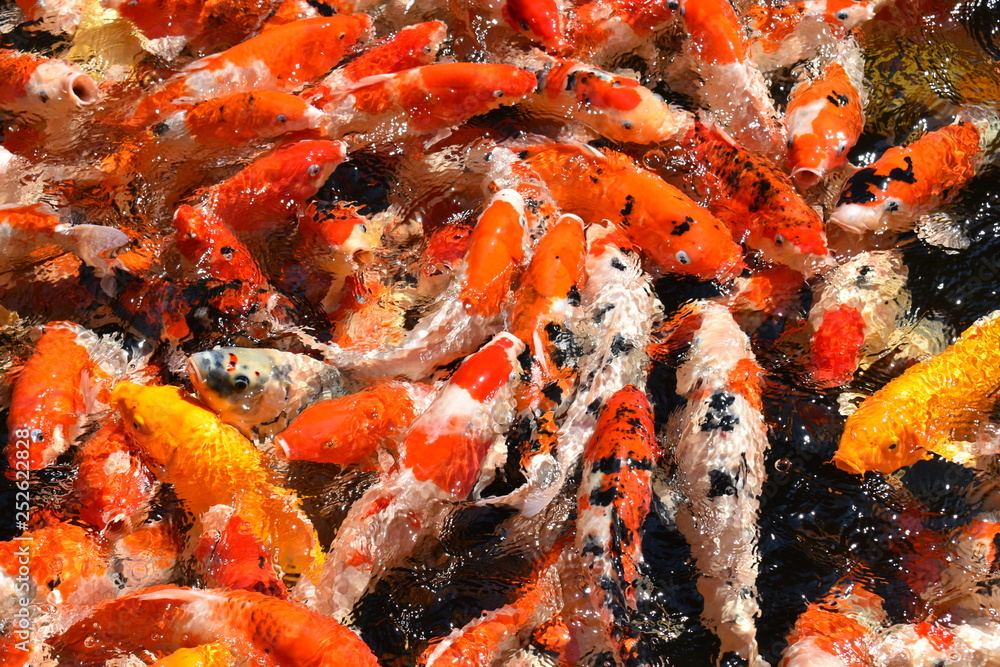 koi fish in pond