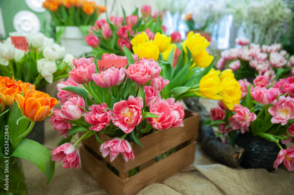 Fresh spring colorful tulip flowers card. Lot of multicolored tulips bouquets. Hello Spring and Woman day concepts Fresh spring colorful tulip flowers card. Lot of multicolored tulips bouquets. Hello Spring and Woman day concepts