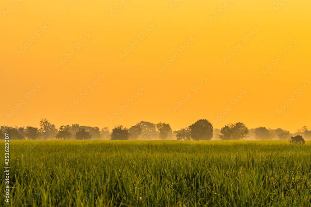 Obraz premium Morning sun in bright days.8