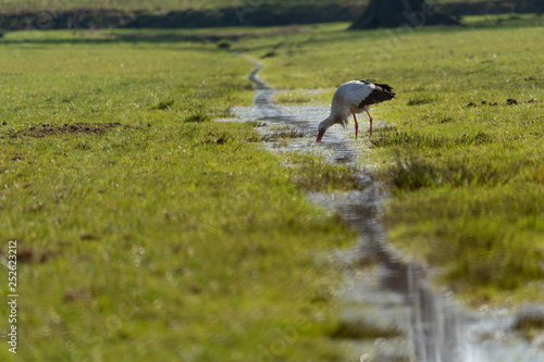 Young white stork in a park in Holland in Spring