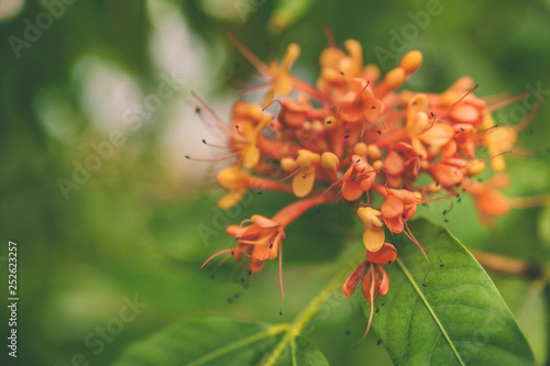Colorful orange and yellow blooms of Saraca indica , space for text