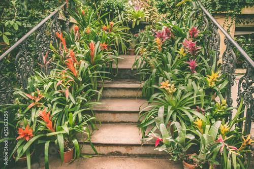 Staircase leading up is lined with pots with colorful tropical plants and flowers, an exotic pattern photo