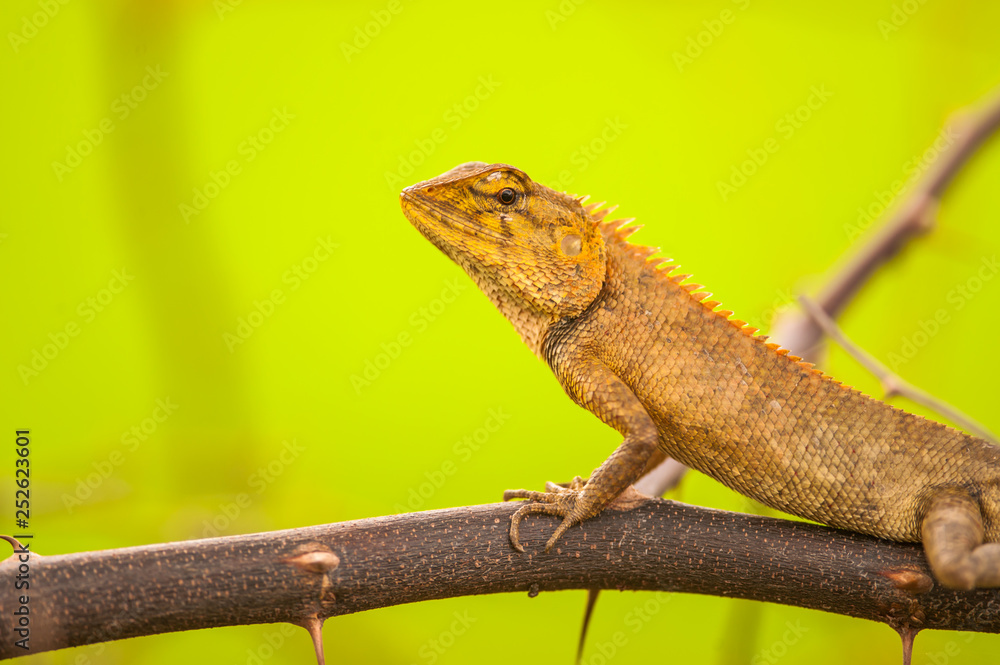 Fototapeta premium Macro Chameleon in Thailand