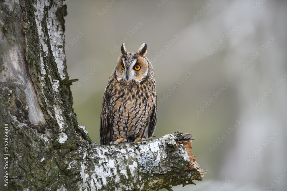 Long-eared Owl sitting on birch tree Long-eared Owl sitting on birch tree