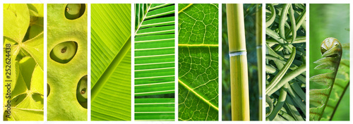 NaturalShades of green panoramic collage, green color in nature concept photo