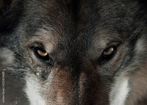 Wolfdog eyes closeup photo