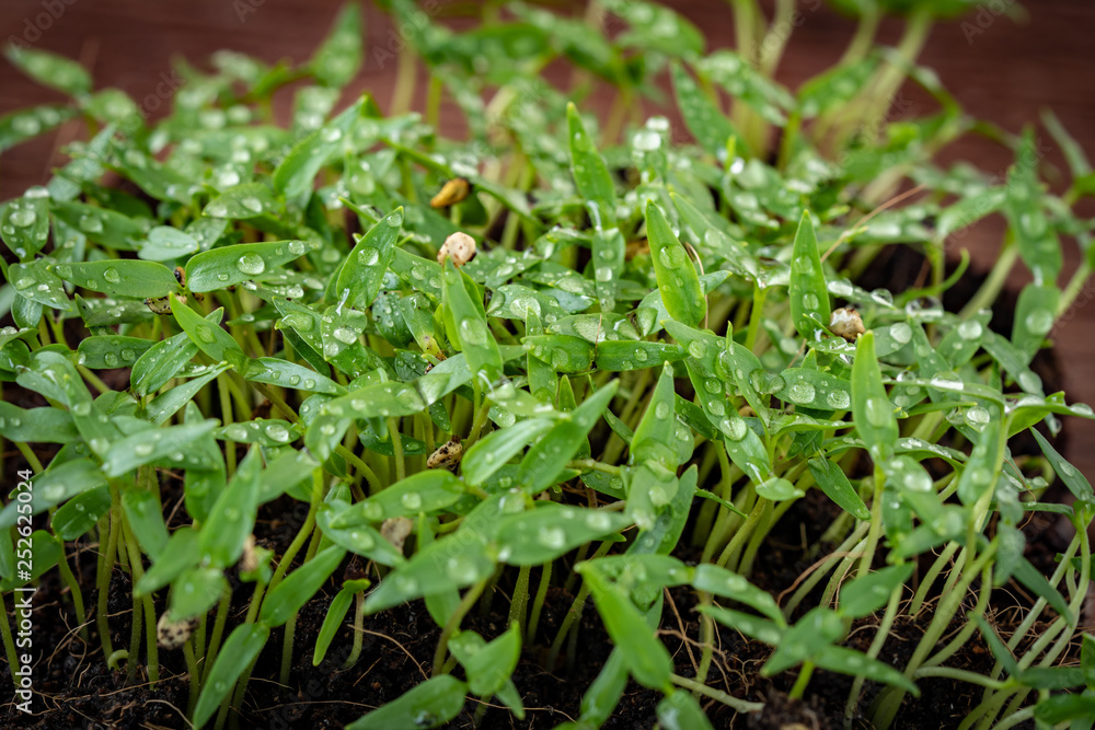 Chilli seedlings