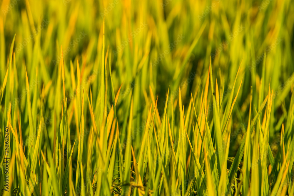 Golden Rice Fields in Thailand.14