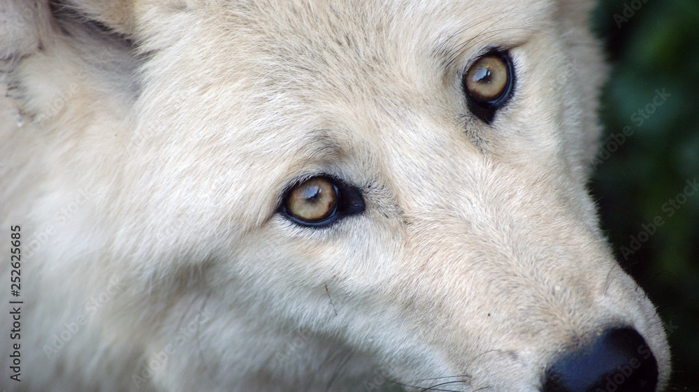 Obraz premium loup regard