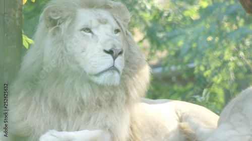 lion blanc 2