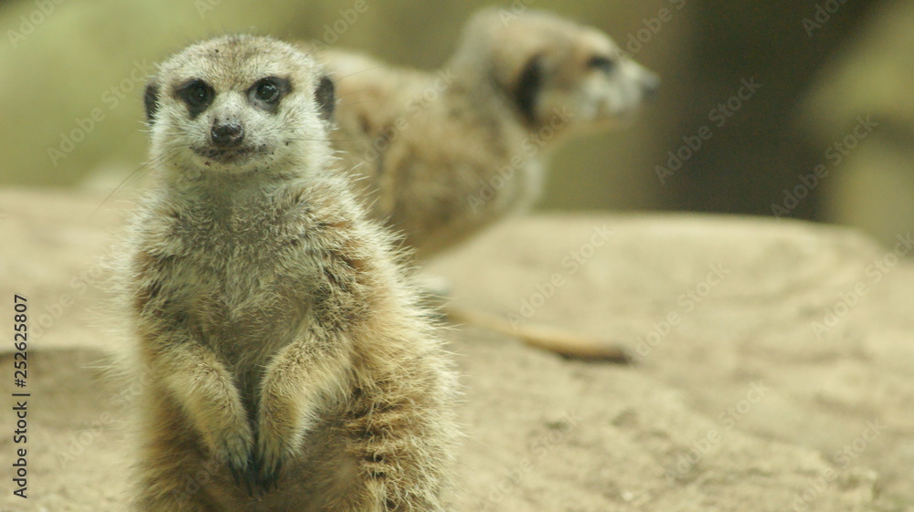 Fototapeta premium suricate
