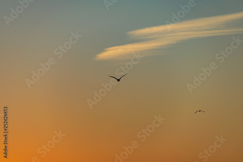 Silhouette of bird in flight at sunset