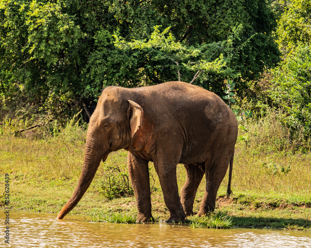 Fototapeta premium Sri Lanka - Elephant in Uda Walawe National Park