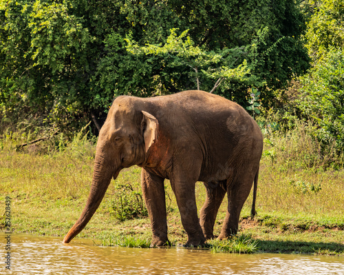 Sri Lanka - Elephant in Uda Walawe National Park