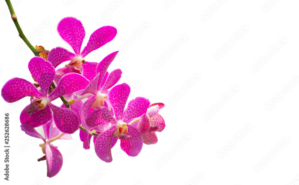 pink Phalaenopsis or Moth dendrobium Orchid flower in tropical garden isolated on white background.Selective focus.agriculture idea concept design with copy space. pink Phalaenopsis or Moth dendrobium Orchid flower in tropical garden isolated on white background.Selective focus.agriculture idea concept design with copy space.