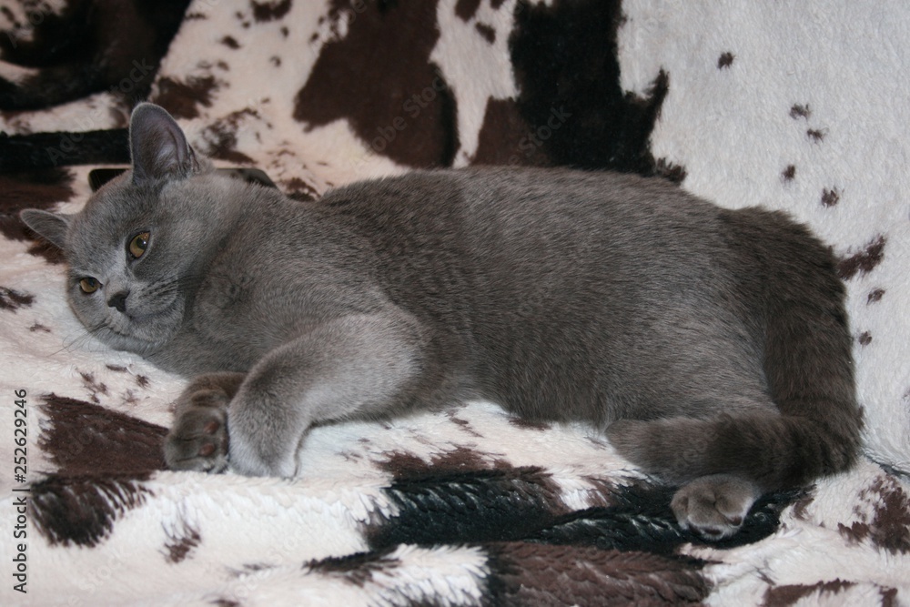 british blue cat, cat, animal, kitten, pet, cute, feline, domestic, kitty, fur, window, portrait, grey, pets, eyes, home, mammal, animals, tabby, young, adorable, fluffy