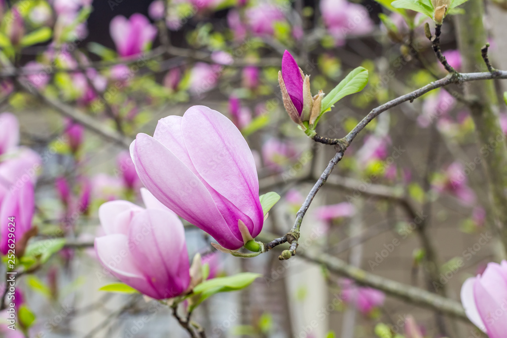 Chinese or Lily Magnolia Tree in Bloom:  Beautiful Chinese or Lily magnolia tree in full bloom showing signs of Spring season.