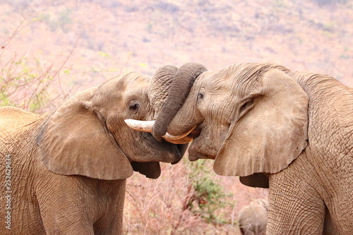Elefanten Spiel © Thula-Photography