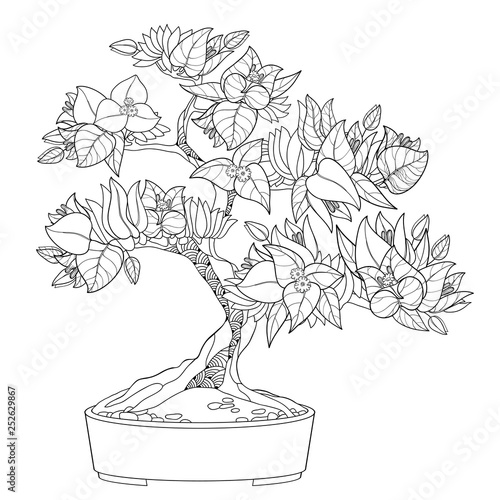 Outline Bougainvillea or Buganvilla bonsai tree in flowerpot with flower, leaf and bud in black isolated on white background.