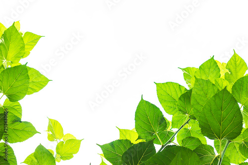 Mulberry green leaves on a white sky background.