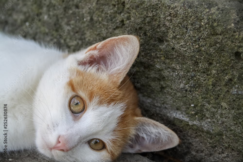 orange white cat on grey background orange white cat on grey background