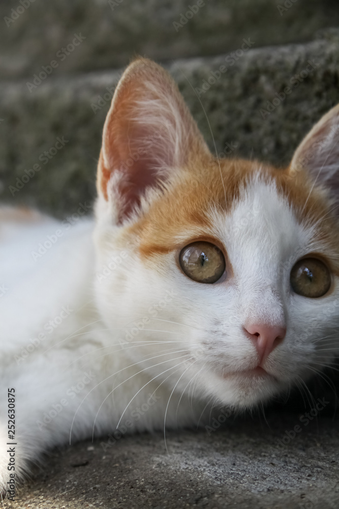orange white cat on grey background orange white cat on grey background