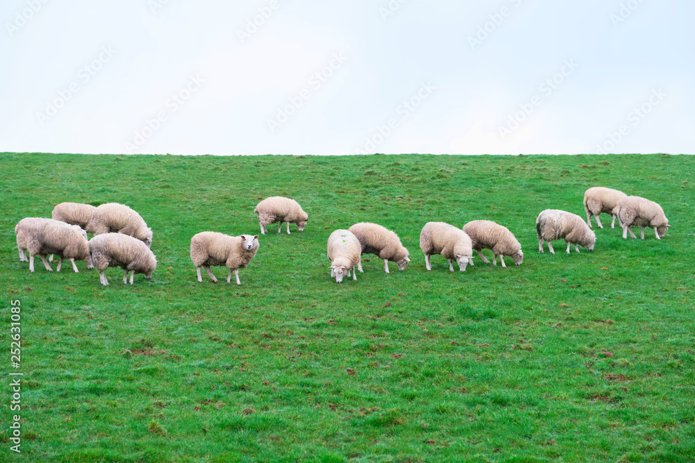Obraz premium Sheep livestock grazing in farm field agriculture animals green and white 