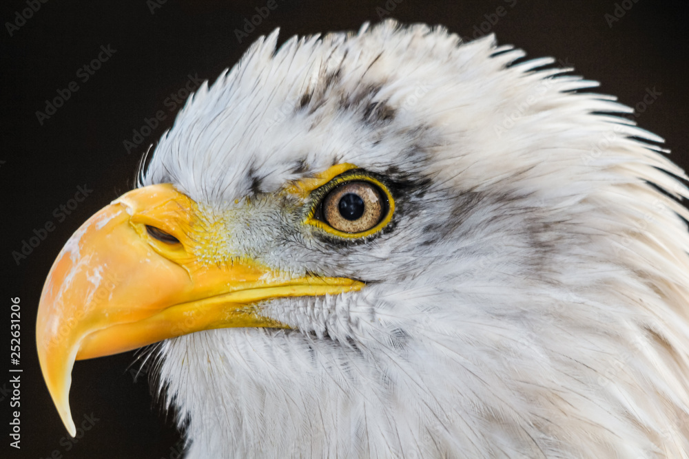 Obraz premium BALD EAGLE