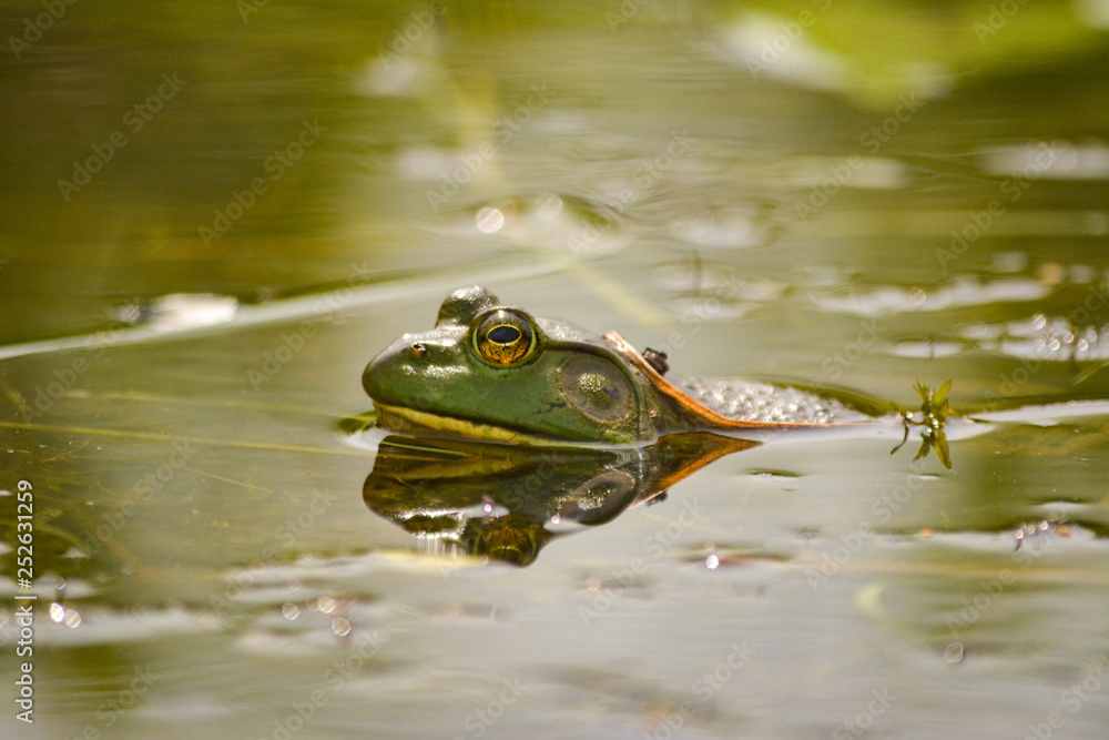 American Bullfrog in the water American Bullfrog in the water