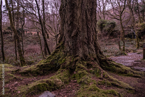 path in forest