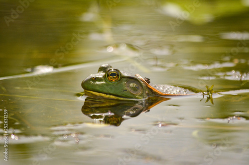 American Bullfrog in the water 