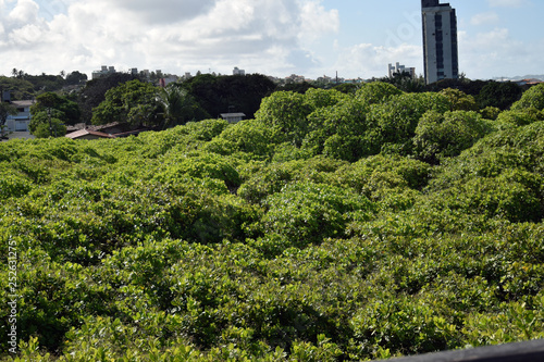 NATAL, BRAZIL - September 21, 2017 -View of the world's largest cashew tree. Scientific name: Anacardium occidental