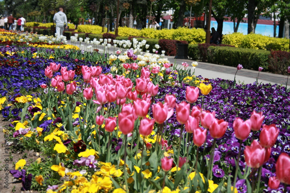 Park, Krasnodar, Russia, flower, spring, tulip, flowers, tulips, garden, field, nature, pink, red, colorful, bloom, green, beauty, purple, yellow, blossom, plant, landscape, beautiful, park, flora, su