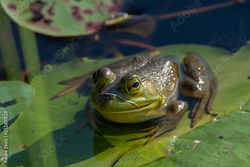American Bullfrog on lilypad 
