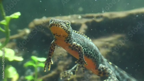 Bergmolche, Alpine newt, Ichthyosaura alpestris photo