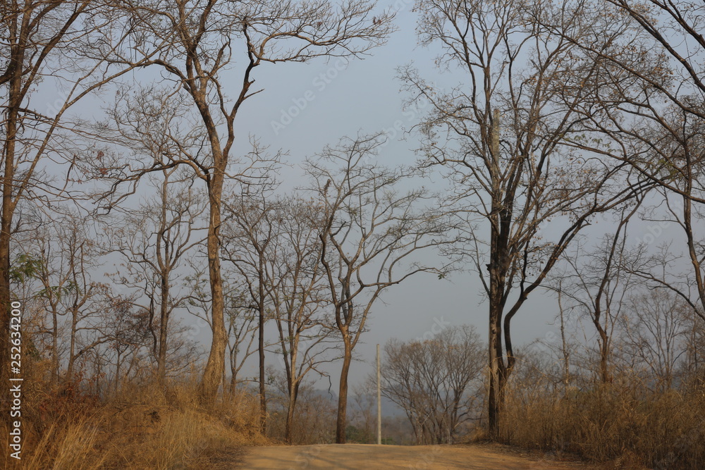 trees in fog trees in fog