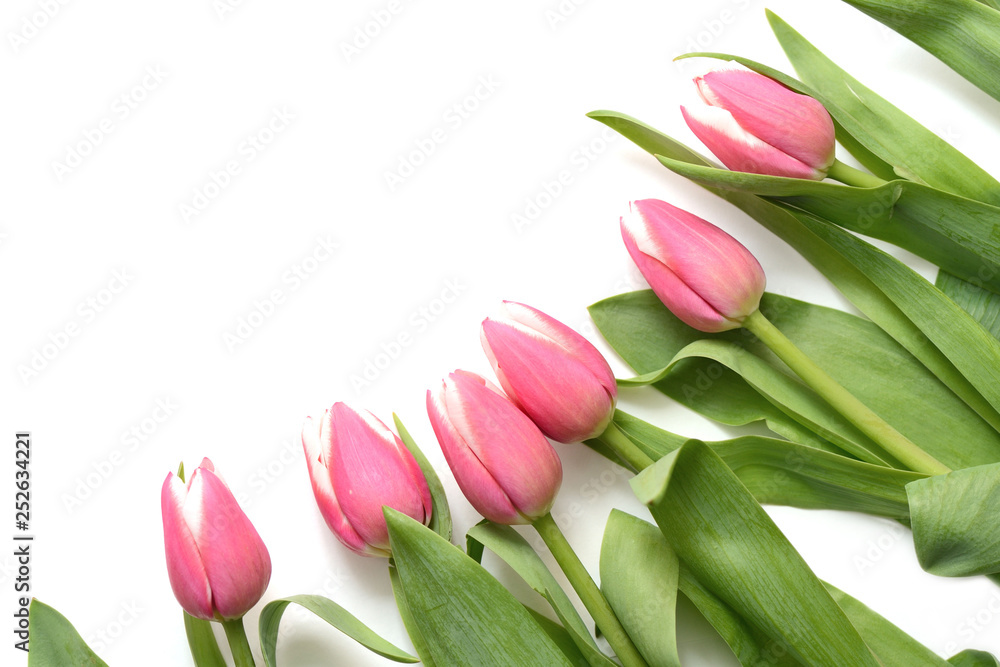 Beautiful pink tulips on white background close up Beautiful pink tulips on white background close up