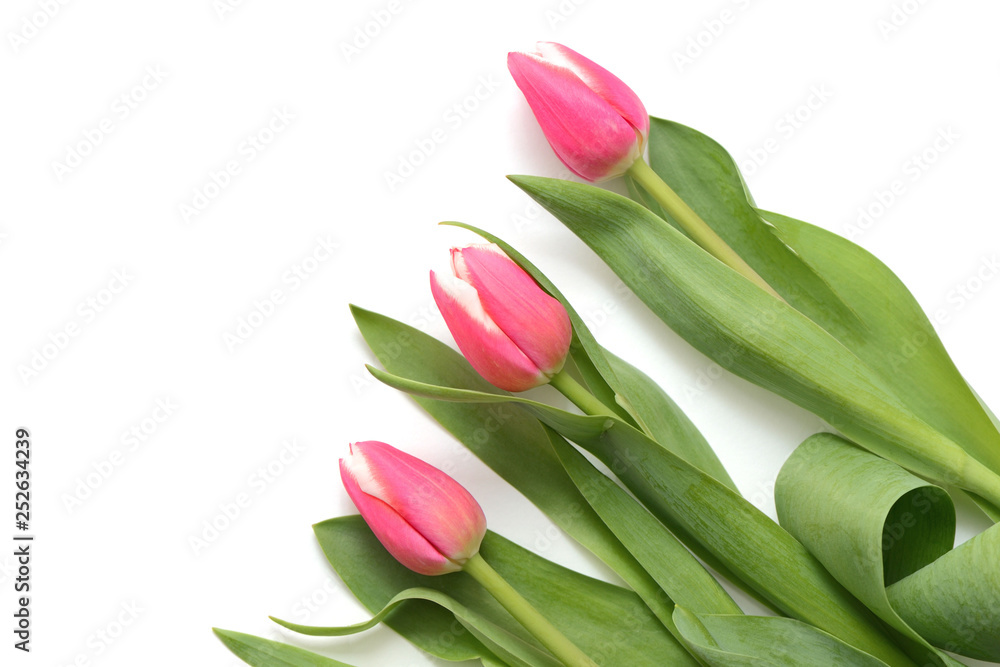 Beautiful pink tulips on white background close up Beautiful pink tulips on white background close up