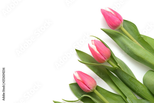 Beautiful pink tulips on white background close up