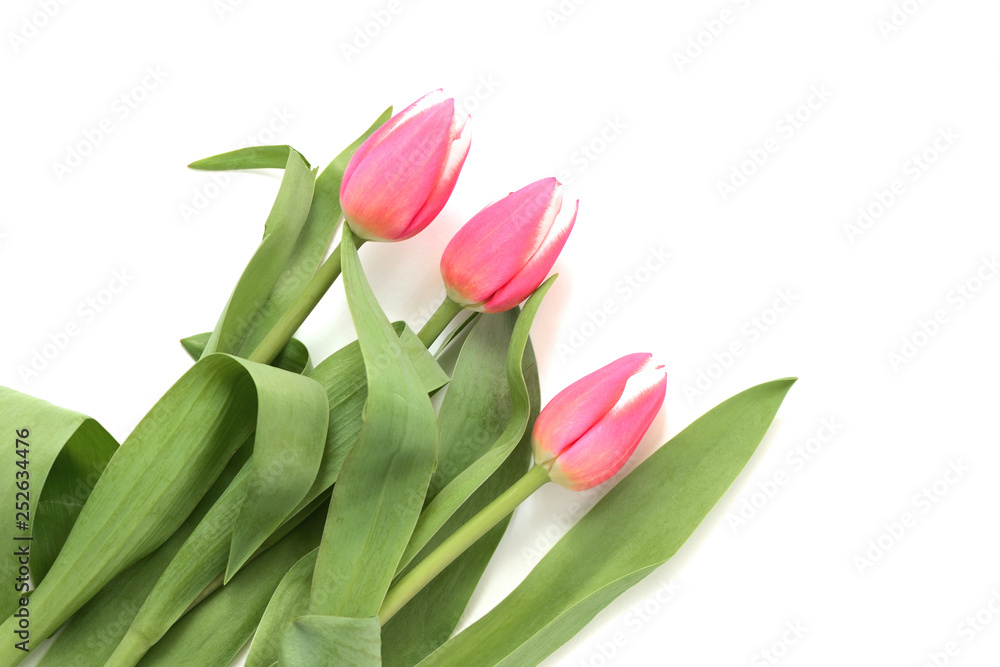 Beautiful pink tulips on white background close up Beautiful pink tulips on white background close up