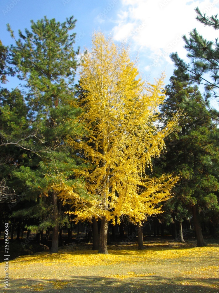 Naklejka premium 銀杏