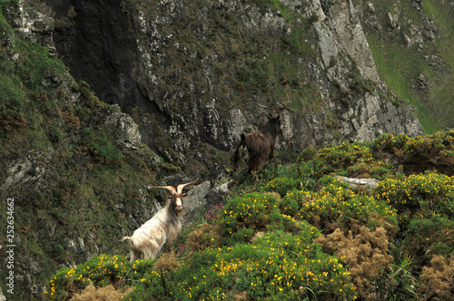  image of a mountain goat on the side of a mountain