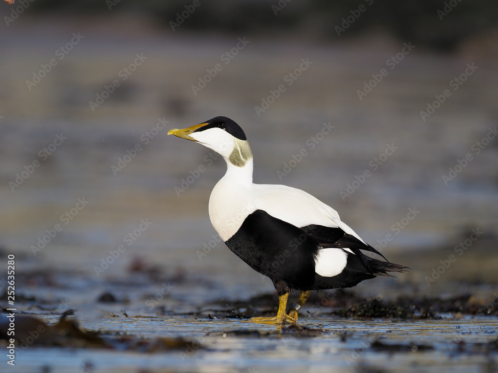 Fototapeta premium Common Eider duck, Somateria mollissima